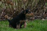 WELSH TERRIER 135